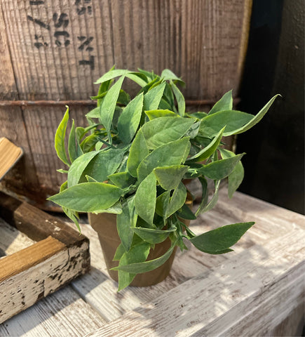 Green Longleaf Herb in Pot- 6"